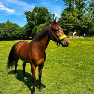 cheval au pré équipé d'un licol anti mouche equiflytrap