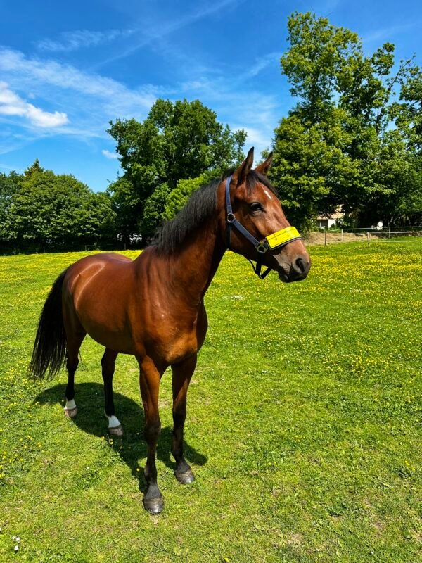 cheval au pré équipé d'un licol anti mouche equiflytrap