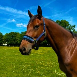 cheval au pré équipé d'un licol anti mouche equiflytrap