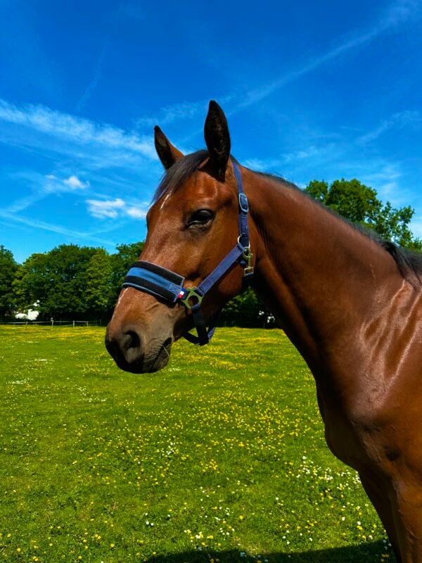 cheval au pré équipé d'un licol anti mouche equiflytrap