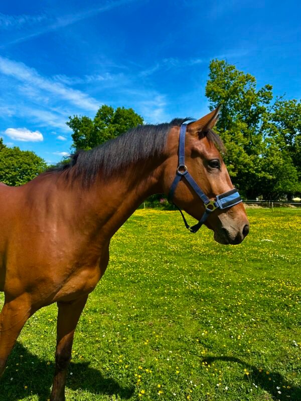 cheval au pré équipé d'un licol anti mouche equiflytrap