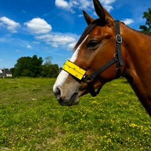 cheval au pré équipé d'un licol anti mouche equiflytrap
