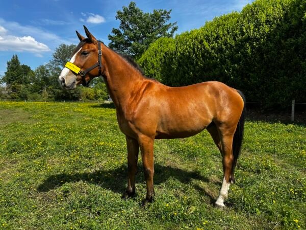 cheval au pré équipé d'un licol anti mouche equiflytrap
