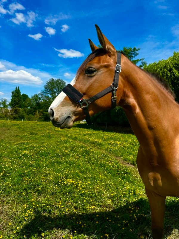 cheval au pré équipé d'un licol anti mouche equiflytrap